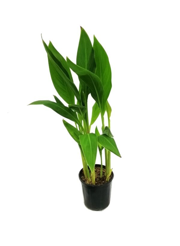 كنا